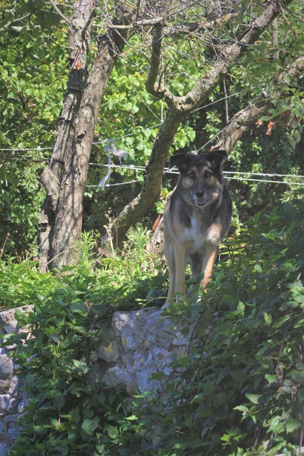 Studio Gard Calme Et Nature Russan Luaran gambar